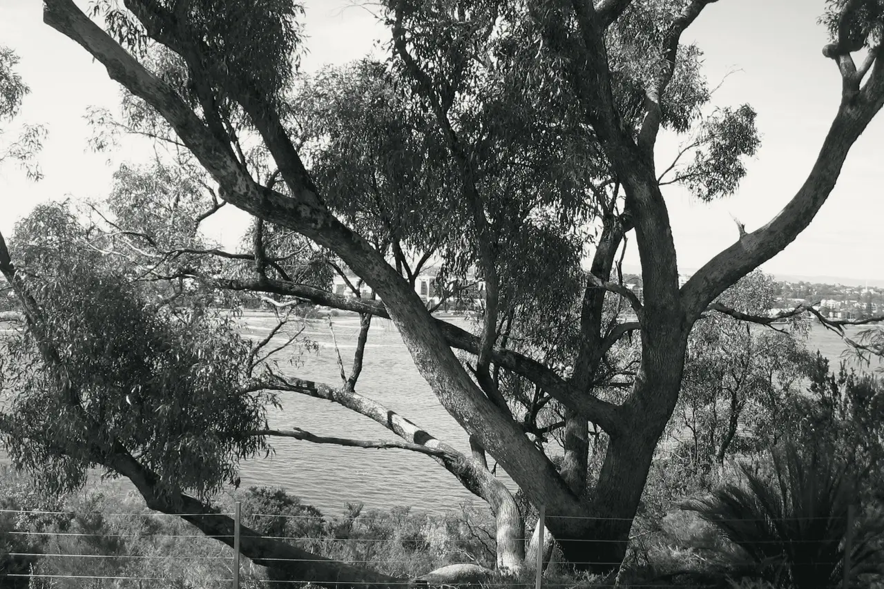 A tuart tree above the Swan River in Kings Park, Perth